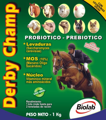 DERBY CHAMP